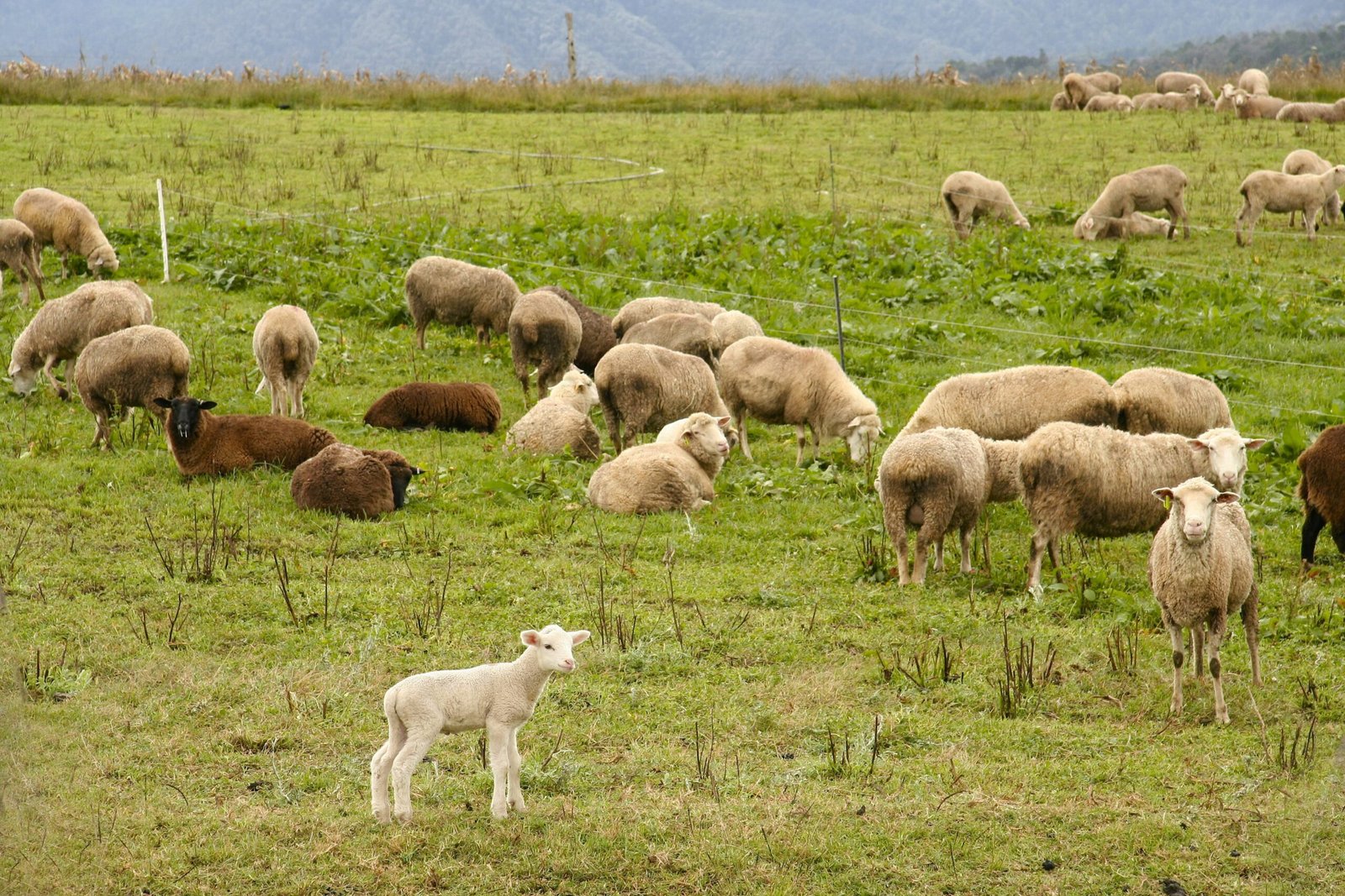 A herd of sheep grazing on the pasture during daytime